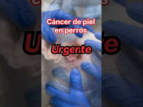 Ver vídeo: Cáncer de piel en perros