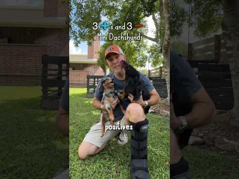 🦴 Positive & Negatives Of Mini Dachshunds