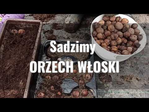 Sadzimy orzech WŁOSKI. To się udało.
