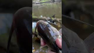 STUNG by a CATFISH? Take the STING away by doing this.