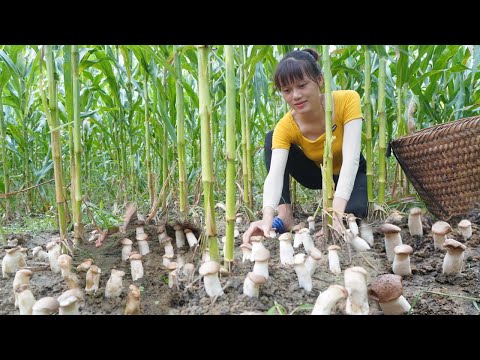 Harvesting thigh mushrooms grow in the corn forest go to the village to sell - Green forest life