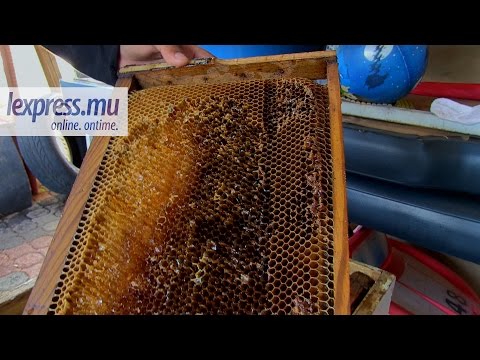 comment declarer ruches