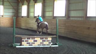 Dead quiet small Welsh cross pony gelding