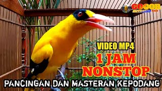 Download lagu KEPODANG EMAS GACOR SUARA MERDU PANCINGAN KEPODANG AGAR BUNYI mp3