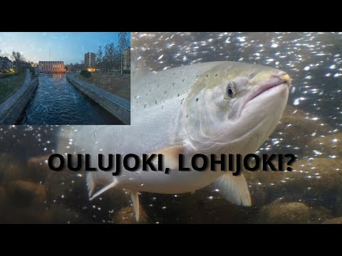 OULUJOKI, LOHIJOKI?