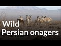 Wild Persian Onagers In Khar Turan National Park