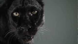 Black Leopard | Slow Motion Cats Phantom Camera Series