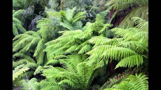 Tropical Rainforest Biome Project