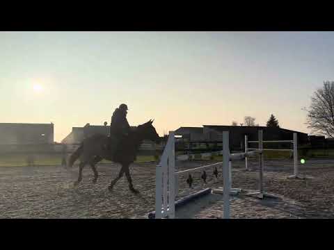 Mare 5 years old by Pegase van’t ruytershof