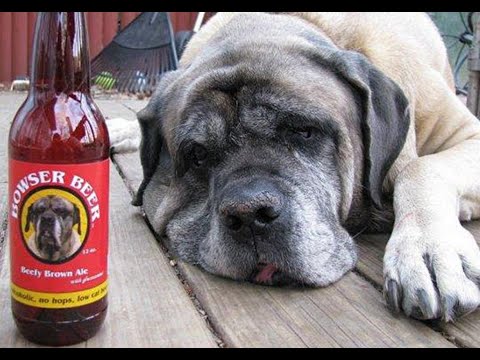 Bill's Brews Episode 4: Hops can be Fatal to your Pet!!