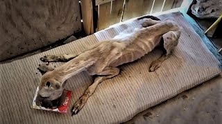 Hunger Has Run Through Her Veins - She's Eating Nonstop Since We Found Her Shooed Away By Locals...