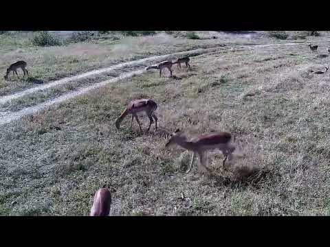Djuma: Impalas grazing and then Kudu bull - 10:06 - 06/18/2022