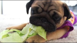 Pug Lettuce Party - puppy chortles while chomping on lettuce