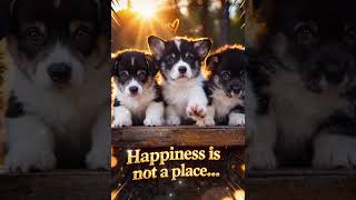 Happiness Is Not a Place… 🐶💛 The Purest Kind of Love