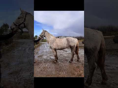 CP X ID Mare - Image 2