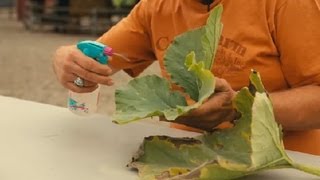 How to Kill Mildew on a Pumpkin Plant : Pumpkin Gardening