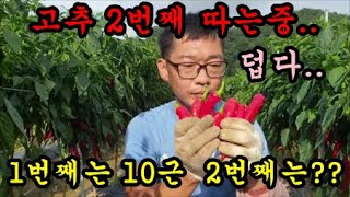 고추2번째 수확을 12시간 걸려서 힘들게 수확을 마무리 했습니다