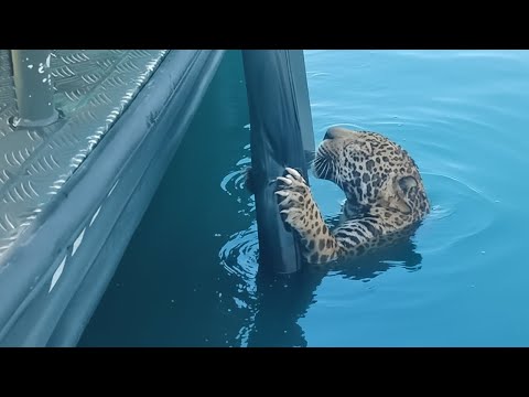 100 personas heroicas que salvaron la vida de animales 🥺❤️