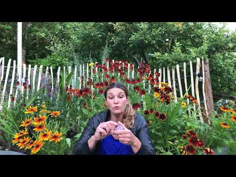 Vårlökar plantera  dem så här -3 saker du bör känna till om tulpaner hyacinter narcisser & vårlökar