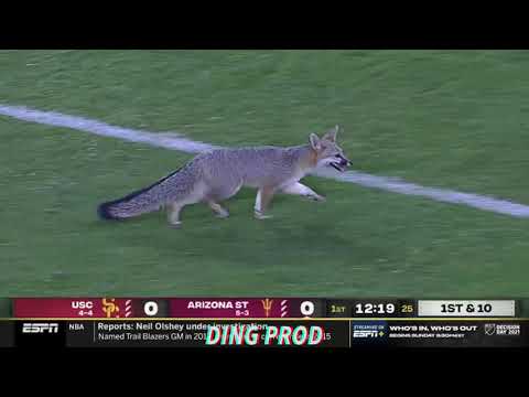 This Fox Is a Real Football Fan!