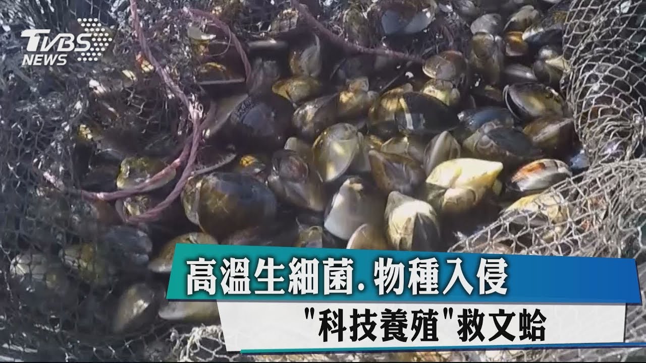 高溫生細菌、物種入侵 「科技養殖」救文蛤