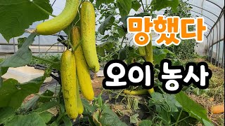 오이 농사 망했다면 이렇게 해야