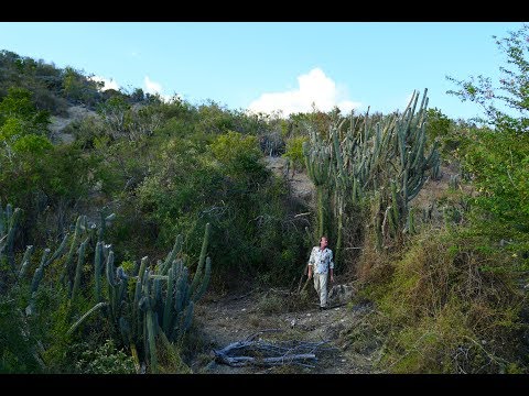 FIELD TRIP WITH PATRICK BLANC IN CUBA - HUMBOLDT, SIERRA MAESTRA & JARUCO