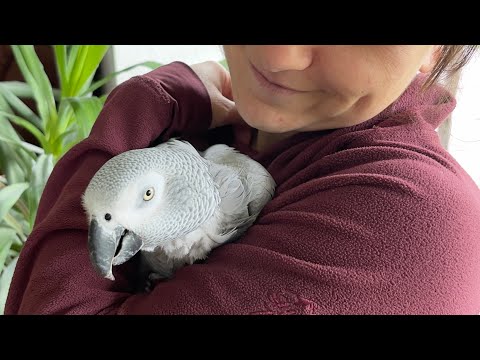 Birdie Bird, sprechender Graupapagei, Sprechübung, Papagei spricht