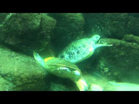 会計学科 ユーチューブyoutube.comが名古屋港水族館になった！感動のイルカや魚たち！税理士木村勝則の独り言！経営革新等支援機関近畿財務経済産業局認定木村勝則税理士事務所滋賀県高島市安曇川町