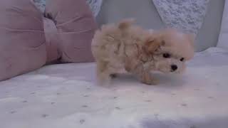 ハーフ犬の動画01