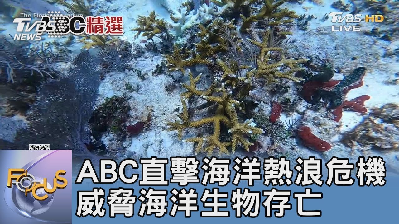 ABC直擊海洋熱浪危機 威脅海洋生物存亡