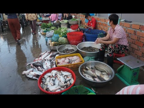 Morning Fish Market Scenes @Prek Phnov Bridge - Walking Around Fish Market in Morning at Weekend