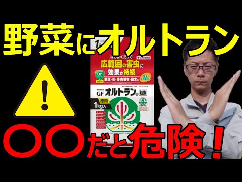 イラクサの種:使用方法、効果、収穫に関するヒント 植物