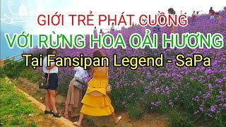 preview picture of video 'Du khách cả nước đổ xô đi Check in tại Rừng hoa Oải Hương Tại Fansipan Legend - SaPa'