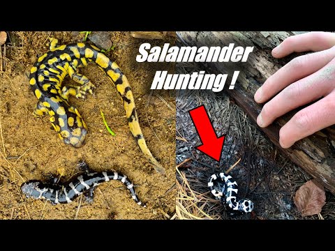 Flipping Logs for RARE Salamanders! - Stunning Tiger Salamander!
