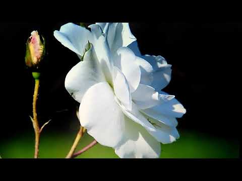 Naj bolja Sadaka - Dr. Safet Kuduzovic