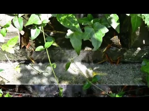 Allegro Ma Non Troppo Un Poco Maestoso - Beethoven