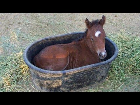 La meilleure vidéo drôle sur les chevaux, il est difficile de ne pas rire !