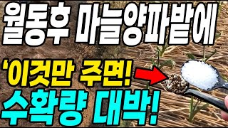 월동후 마늘양파밭에 이것만 주면 수확량대박! 굵고 크게 키우는 꿀팁!