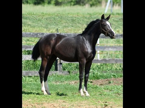 Ravyn - 2015 Black Hanoverian Filly - Rotspon x Don Schufro