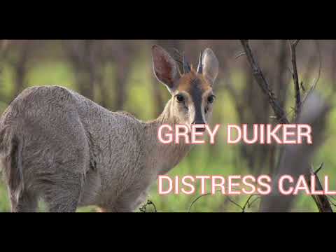 Grey Duicker distress call- jackal hunting