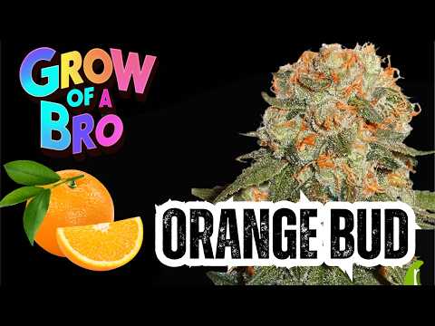 Grow of a Bro - 80's Legend Orange Bud
