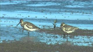 preview picture of video 'New Zealand Birds: Bar-tailed Godwit preening'