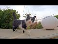 Homeless Tuxedo Kitten Is Very Sweet And Playful Meow Meow