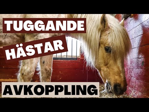 , title : 'Hästar som tuggar - Avkopplande - Avslappning - Meditation - Hästnjutning - StallVlogg - HästVlogg'
