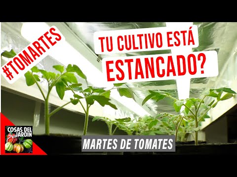 , title : 'POR QUÉ TUS PLANTINES DE TOMATE ESTÁN ESTANCADOS? - #TOMARTES EP.6'