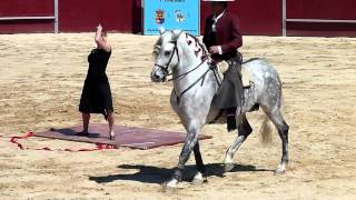 preview picture of video 'Espectáculo de caballos en la plaza de toros de Benamocarra'