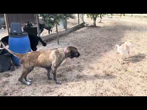 Vídeo de AMÉLIA