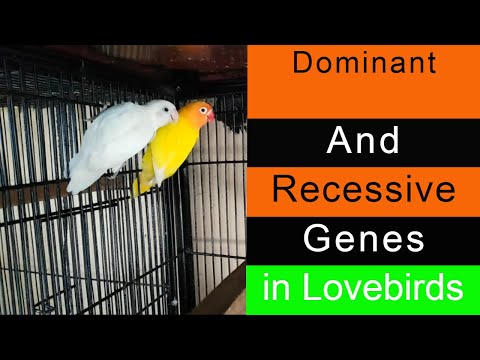 What are the Dominant and Recessive Genes? | Dominant and Recessive Genes in Lovebirds | Urdu/Hindi