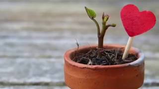 Herbert Grönemeyer &quot;MUT&quot;